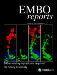 Cover image of EMBO reports, Volume 24 Issue 4 | 5, April 2023
